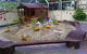 Hopscotch Boambee Childcare/Preschool - thumb 19