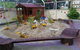 Hopscotch Boambee Childcare/Preschool - thumb 15